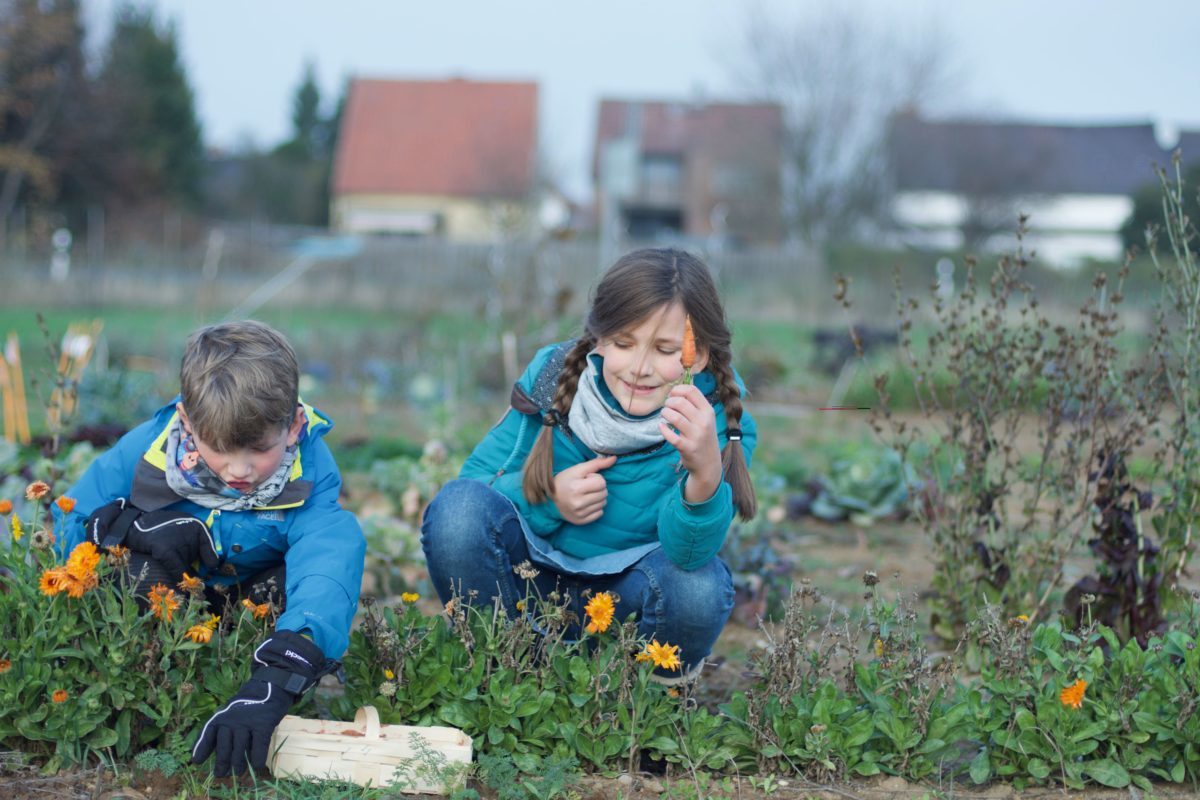 Deutsche Gesellschaft für Ernährung e.V. - Sektion Niedersachsen