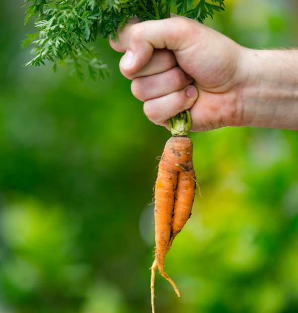 Deutsche Gesellschaft für Ernährung e.V. - Sektion Niedersachsen