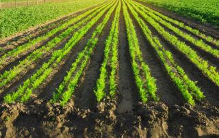 Feld unter Sonnenlicht bepflanzt mit Karotten