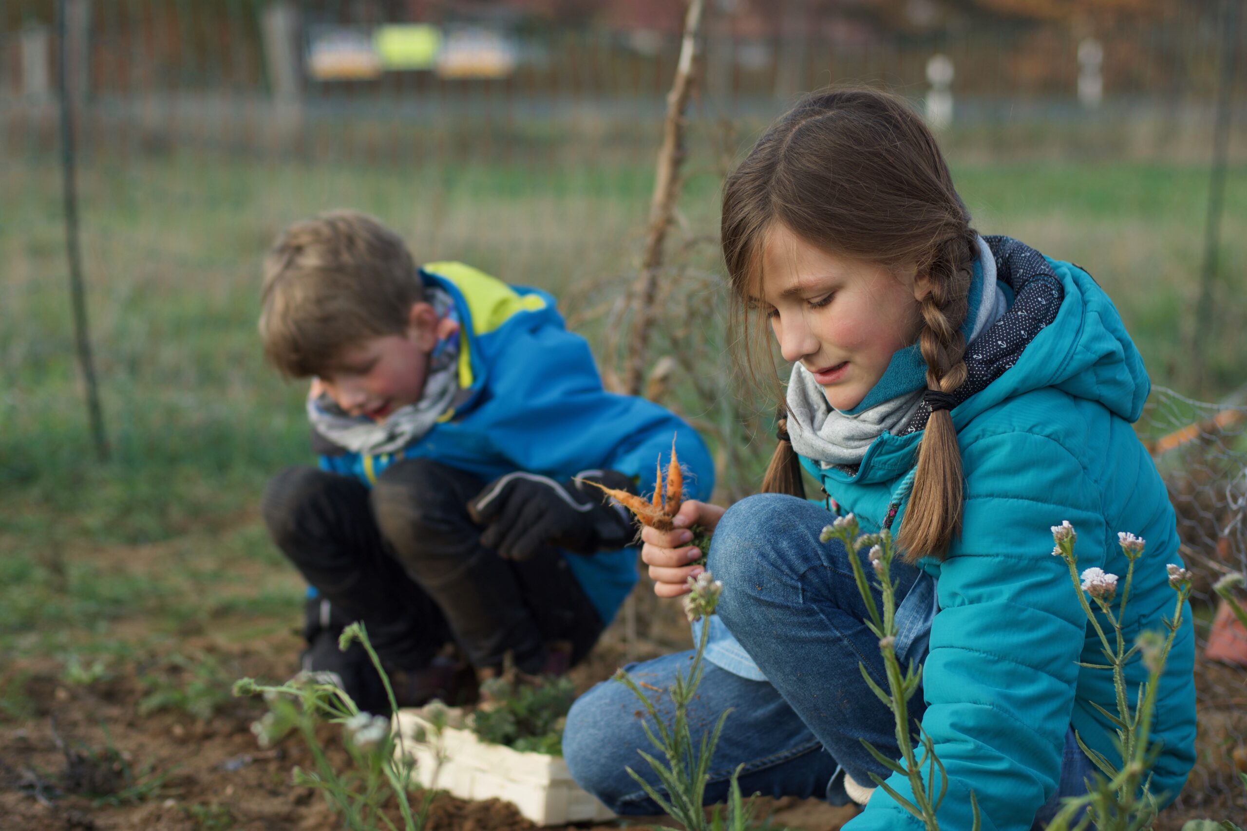 Kinder ernten Gemüse auf dem Feld